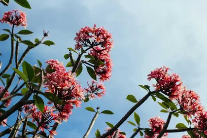 Pink frangipani blossoms on a branch against a blue sky